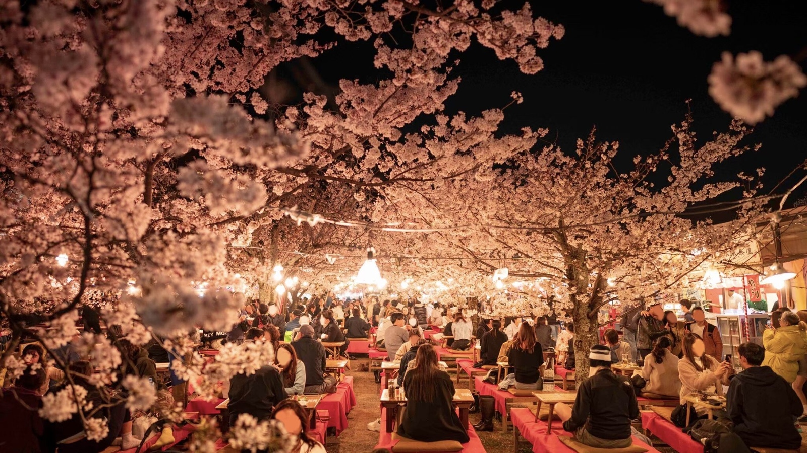 円山公園に行って祇園の夜桜を楽しもう🌸   29歳以下限定！