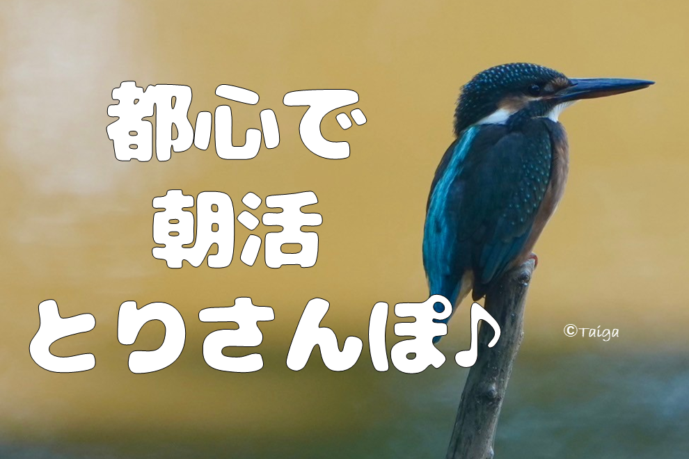 【都心で朝活：とりさんぽ♪】皇居で散歩しながら鳥の観察会