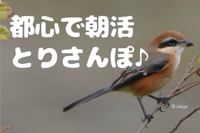 【都心で朝活：とりさんぽ♪】皇居で散歩しながら鳥の観察会