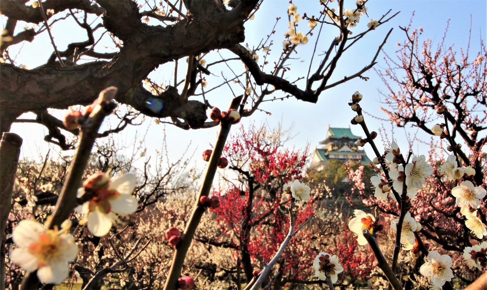 大阪城、一目千本香り一里「梅林の競演」を撮影&散策を楽しもう 📸✨