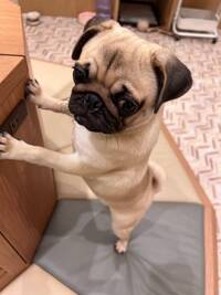 【女性主催20代30代限定】大人気の犬カフェに行こう🎈🍒