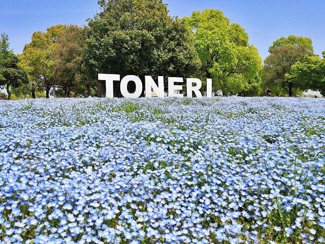 【30代中盤〜40代中心】舎人公園でピクニック&ネモフィラ見学