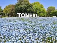 【30代中盤〜40代中心】舎人公園でピクニック&ネモフィラ見学