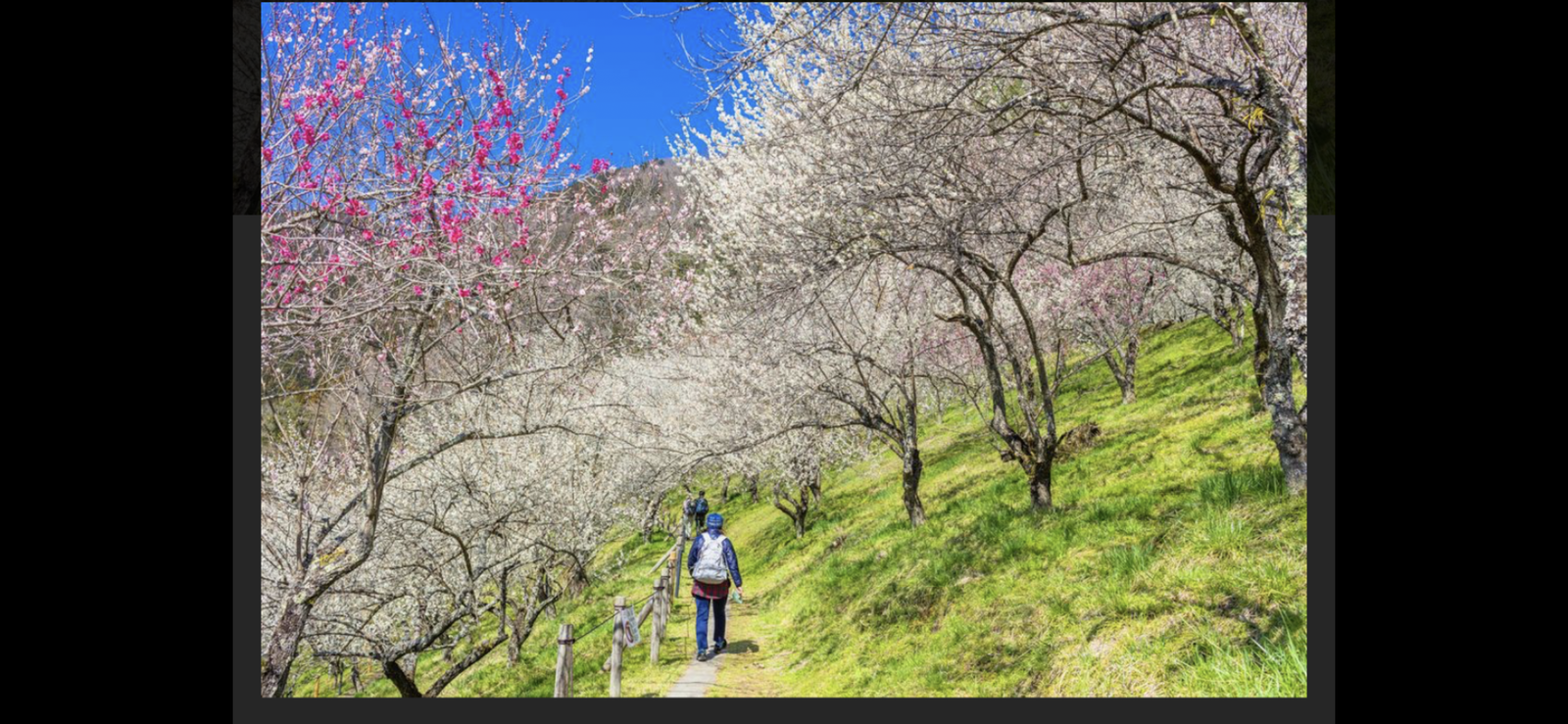 高尾梅林で春を満喫しよう！自然散策＆写真好きの方必見🌸