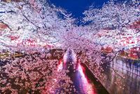 【4/6開催】お散歩しながらお花見に行こう😋🌸✨@中目黒💕