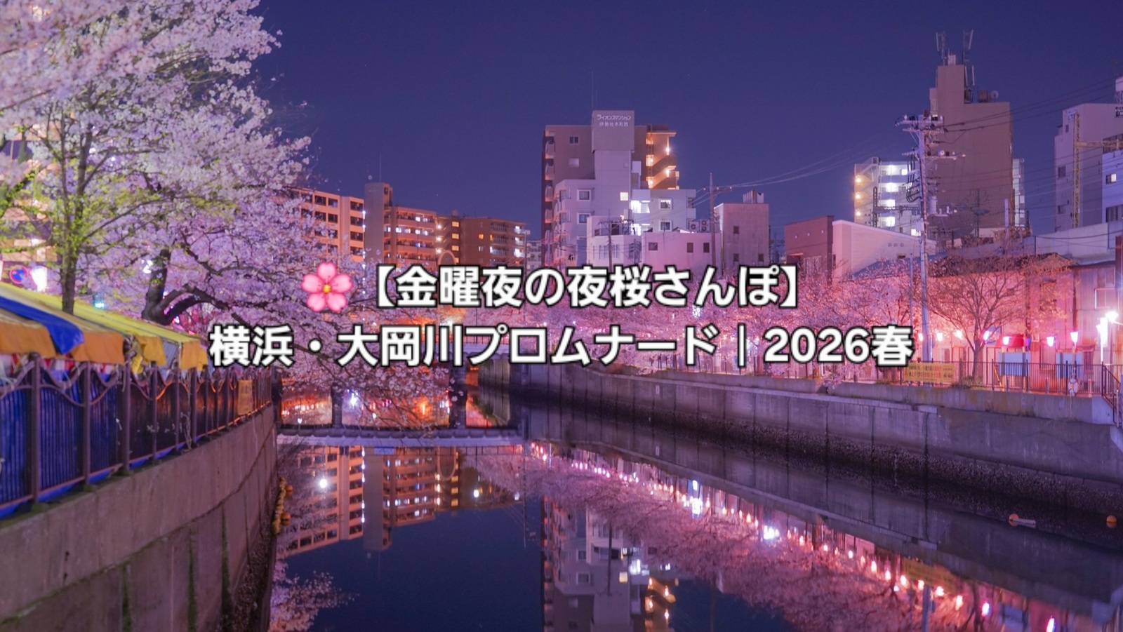 【金曜夜の夜桜さんぽ】横浜・大岡川プロムナード｜2026春