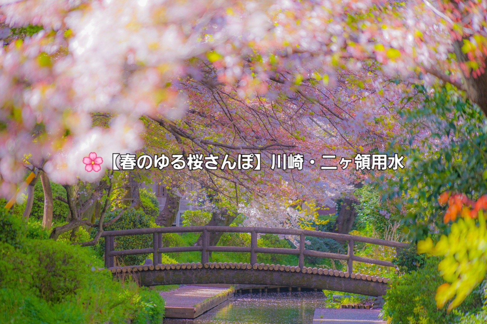 【春のゆる桜さんぽ】川崎・二ヶ領用水