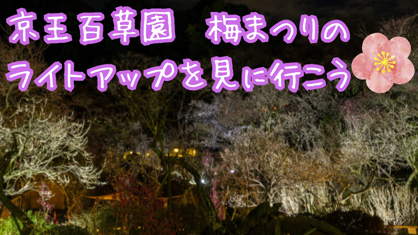 京王百草園梅まつりのライトアップを見にいきませんか🌸