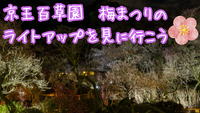 京王百草園梅まつりのライトアップを見にいきませんか🌸