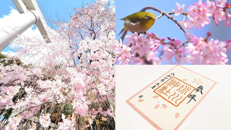 【女性主催】赤坂周辺の桜を見ながら神社巡りをしよう！