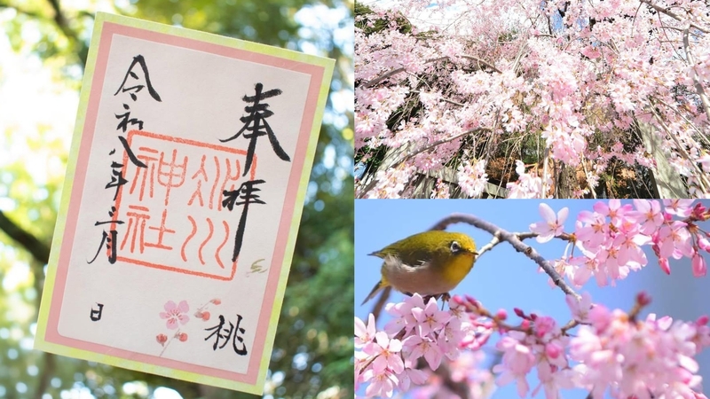 【女性主催】赤坂周辺の桜を見ながら神社巡りをしよう！