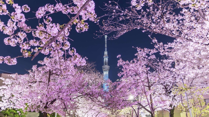  [20代中心][錦糸町]1人参加/初参加大歓迎！🌸お花見会🌙