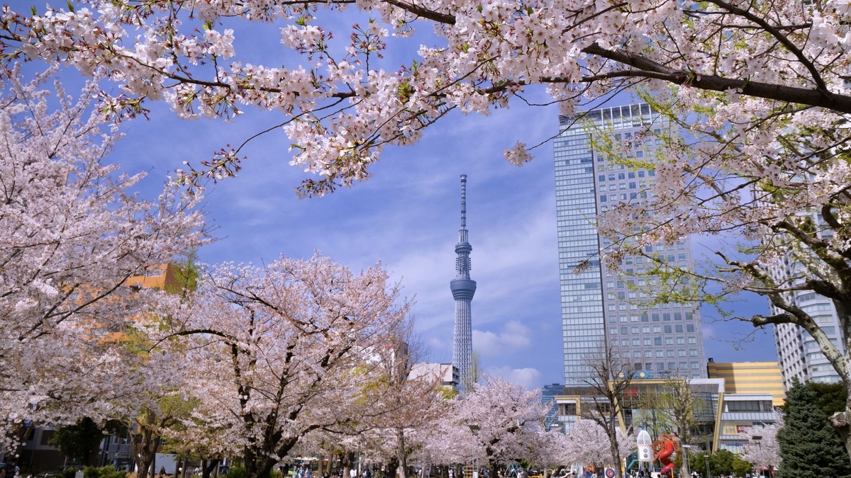  [20代中心][錦糸町]1人参加/初参加大歓迎！🌸お花見会☀️