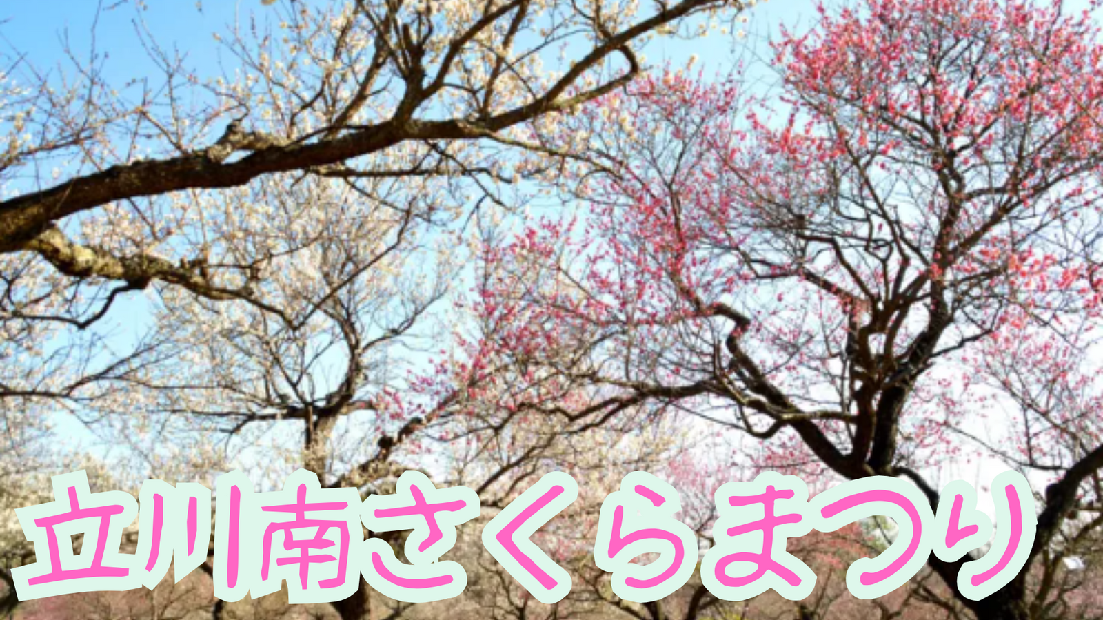 立川南さくらまつり+周辺散策(柴崎町)を散策しませんか🌸