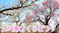 立川南さくらまつり+周辺散策(柴崎町)を散策しませんか🌸