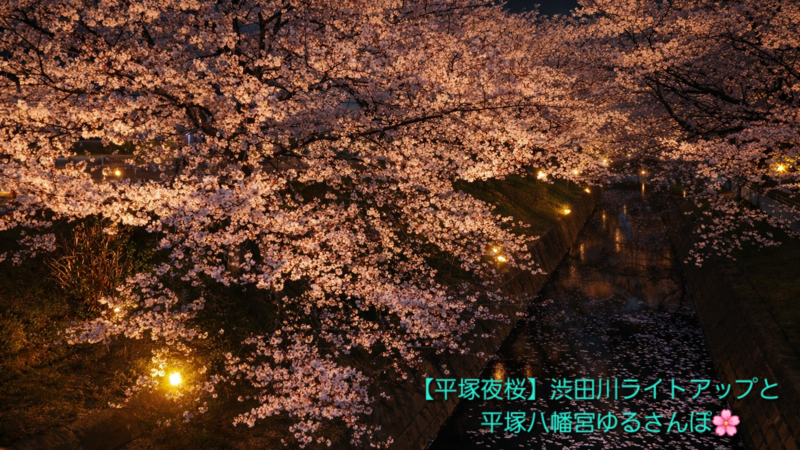 【平塚夜桜】渋田川ライトアップと平塚八幡宮ゆるさんぽ🌸