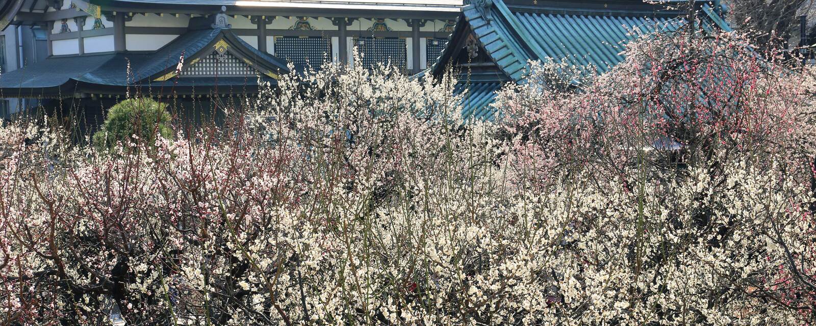 【男女共催】湯島の梅まつり！上野の食べログ百名店を巡りながら向かおう✨【歴史解説付き】