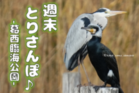 【週末とりさんぽ♪】-葛西臨海公園でバードウォッチング-（午前の部）