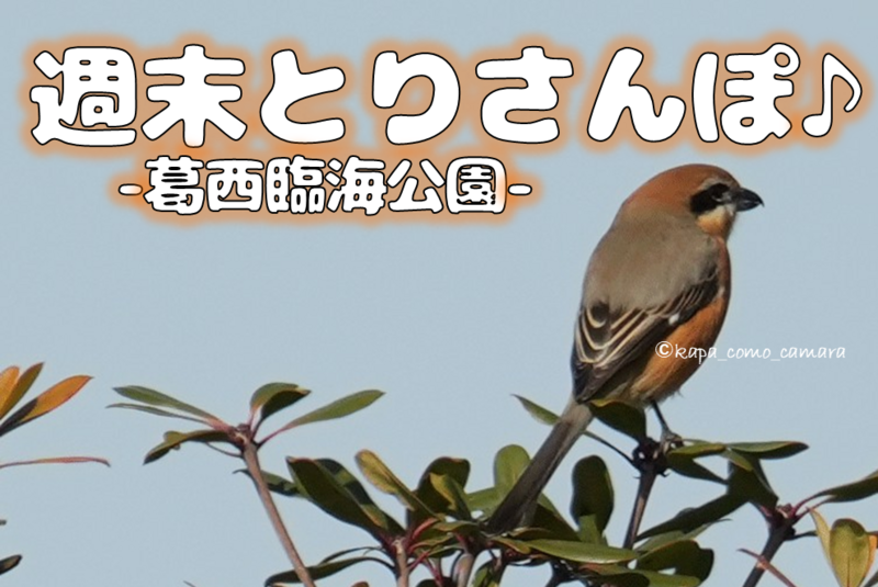 【週末とりさんぽ♪】-葛西臨海公園でバードウォッチング-（午後の部）