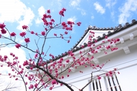 【20代主催】梅開早春🌼の最乗寺と“元祖”小田原を探る🚶歴史×鉄道旅🚃
