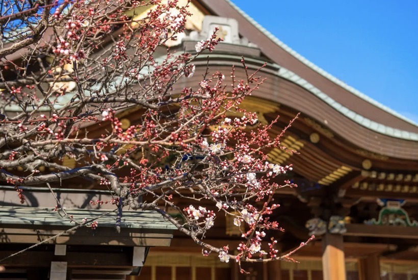 湯島天満宮の梅祭り🌸+リニューアルオープンした切通公園へ行きませんか？