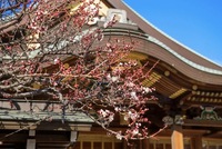 湯島天満宮の梅祭り🌸+リニューアルオープンした切通公園へ行きませんか？