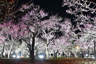 【春の夜散歩🌙】ライトアップのなか✨のんびり満開の梅園を歩こう！都内屈指の梅園