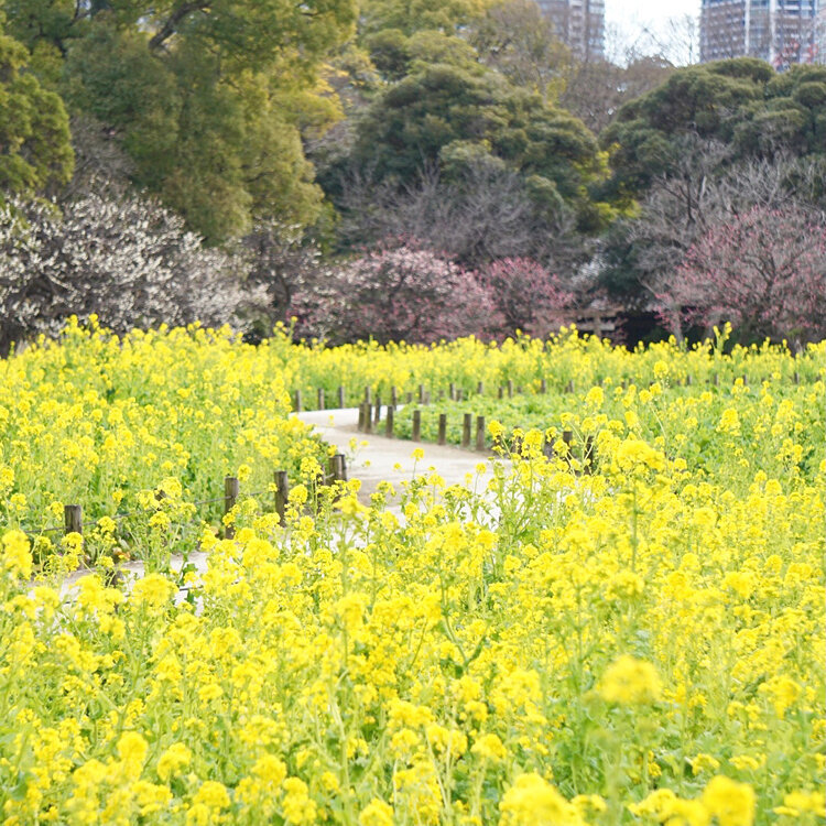 【昼間特別開催!】フォトウォークをしよう📷🌼（浜離宮菜の花畑）