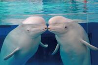 【30代中盤〜40代中心】お得な切符で八景島シーパラダイスの水族館見学&周辺散歩