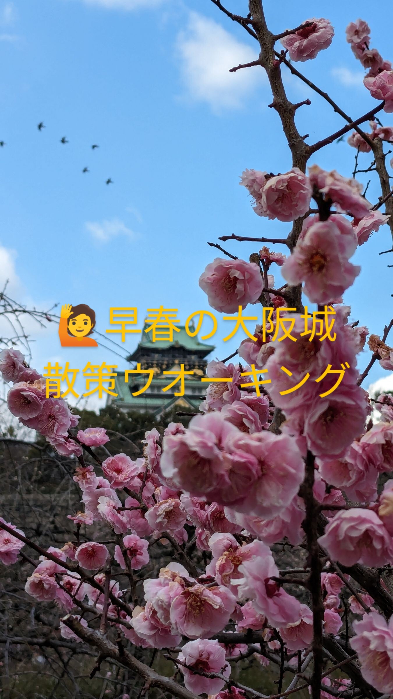 🏵️早春の大阪城散策ウォーキング(梅.花見)