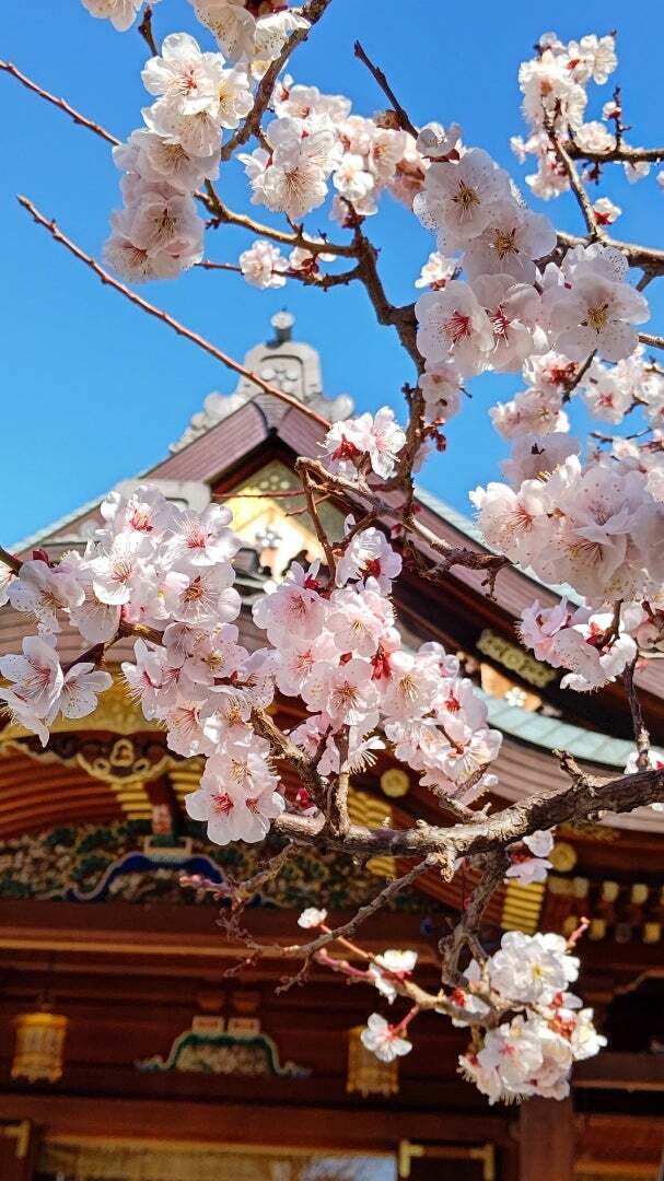 【早割中】69年の歴史を誇る梅まつりに行こう🌸🌸