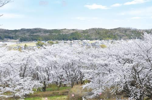 埼玉県越生・お花見ハイキングに出かけましょう🌸のんびり歩き＆絶景ピクニック🌸