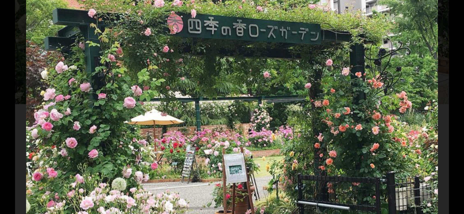 【光が丘公園バラ園】色とりどりのバラに囲まれる特別な一日🌹✨
