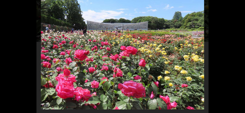 【👩女性限定新緑スポット🍃深大寺と神代植物公園春のバラ散策🌺イベント