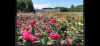 【カメラで📷撮影新緑スポット🍃深大寺と神代植物公園春のバラ散策🌺イベント