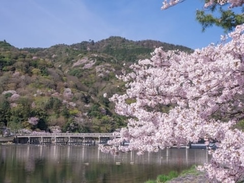桜満開の嵐山をのんびり散策しよう🌸   29歳以下限定！