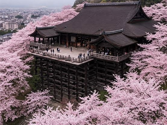 春の清水寺で桜満喫しよう🌸   29歳以下限定！