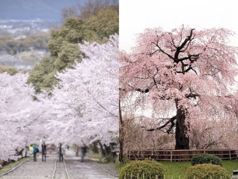 昼の蹴上インクラインと円山公園の桜を楽しもう🌸   29歳以下限定！
