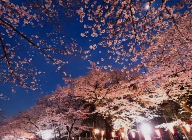 夜のお花見🌸🍶🌙 20-30代男女  上野公園