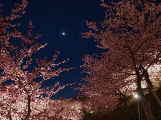 【男女主催】夜桜、宴。🌸🍶🌙 20-30代中心  代々木公園