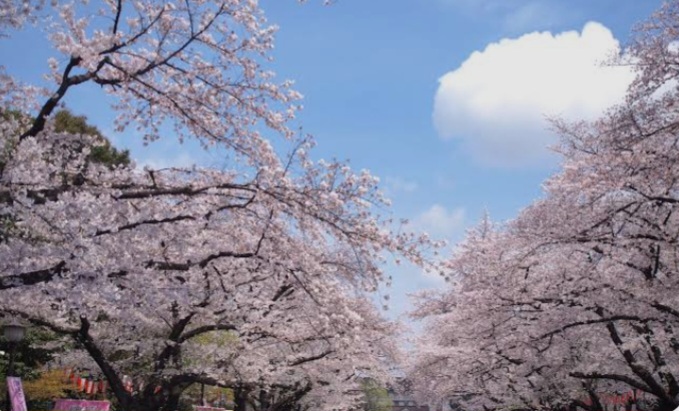 【女性主催】お花見🌸🍶✨20-30代中心  上野公園