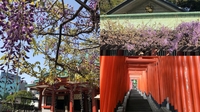 【女性主催】日枝神社の藤の花と神社仏閣巡りをしよう！