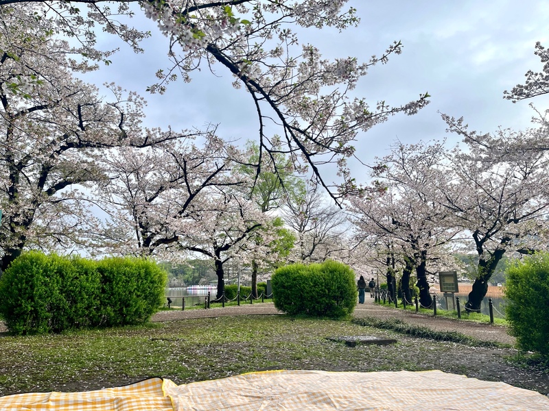 男女比調整中🌸上野公園🌸春のピクニック飲み会🍺桜吹雪のお花見🌸春を感じよう✨女性も安心参加◎年代問わず参加歓迎