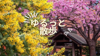【20代・女性主催】蔵前神社のミモザと桜を見ながらゆるっと朝散歩🌸✨