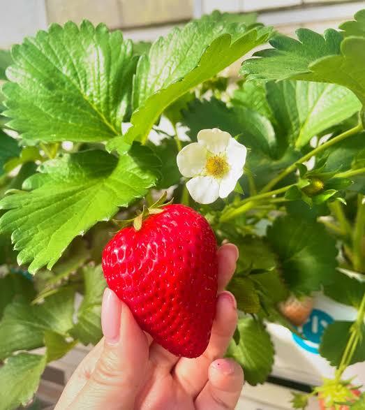都心から電車で行ける🚃🚃 いちご狩り食べ放題🍓✨️新鮮 完熟いちごを食べに行こう🍓