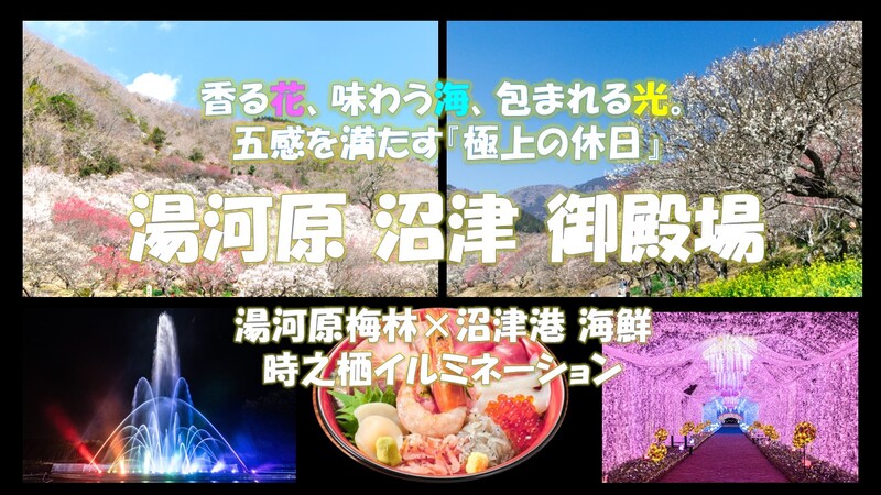 香る花、味わう海、包まれる光。五感を満たす『極上の休日』湯河原梅林×沼津港 海鮮
御殿場 時之栖イルミネーション

