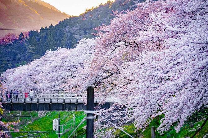 神奈川県大野山＆お花見🌸富士見の絶景トレッキングと桜を愛でる春の休日🌸