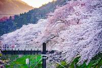 神奈川県大野山＆お花見🌸富士見の絶景トレッキングと桜を愛でる春の休日🌸