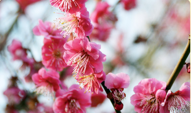 600本の梅づくし！羽根木公園を巡り巡る。