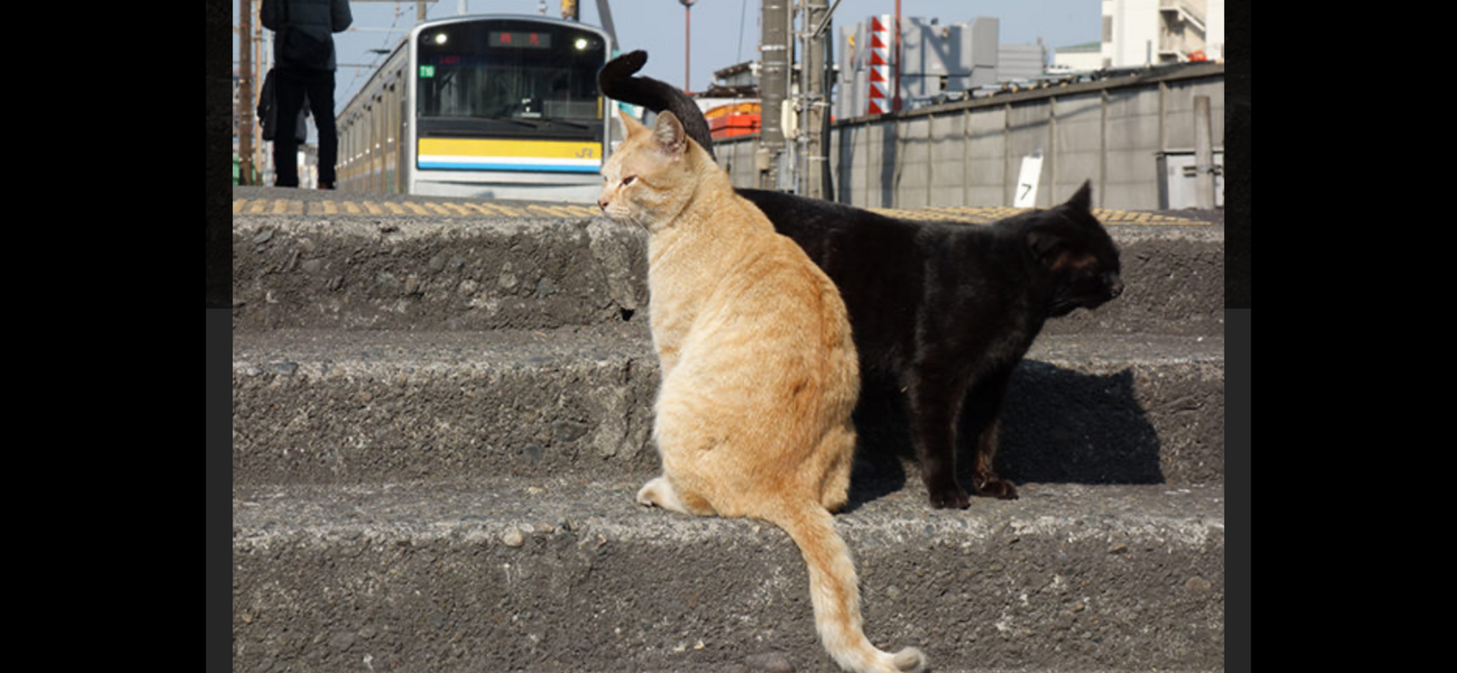 都会レトロ路線を巡ろう🚃　かわいい猫🐈ちゃんがいる鶴見線ローカル線旅📷